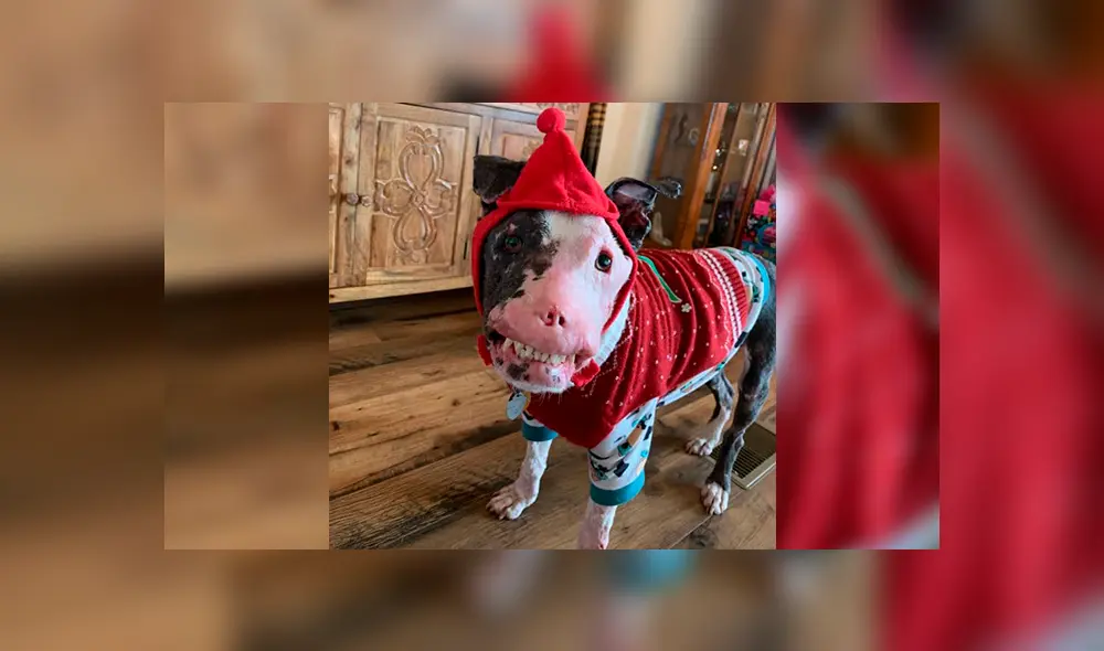 Perro con enfermedad autoinmune demuestra que la belleza interior sí existe [FOTOS]