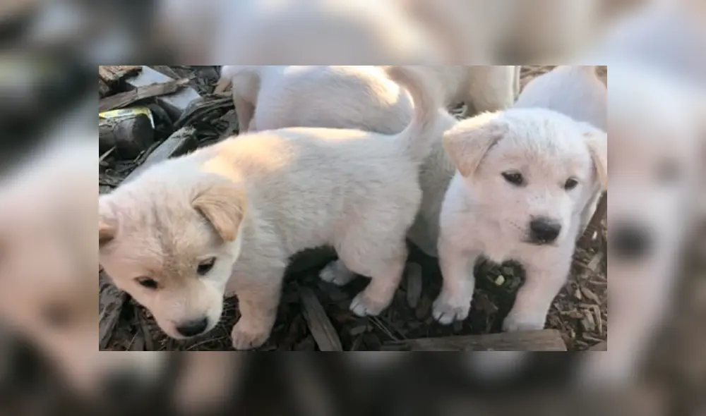 Vía YouTube. Una perrita vio que estaban llevando a sus cachorros a un refugio y los siguió para no separarse de ellos.