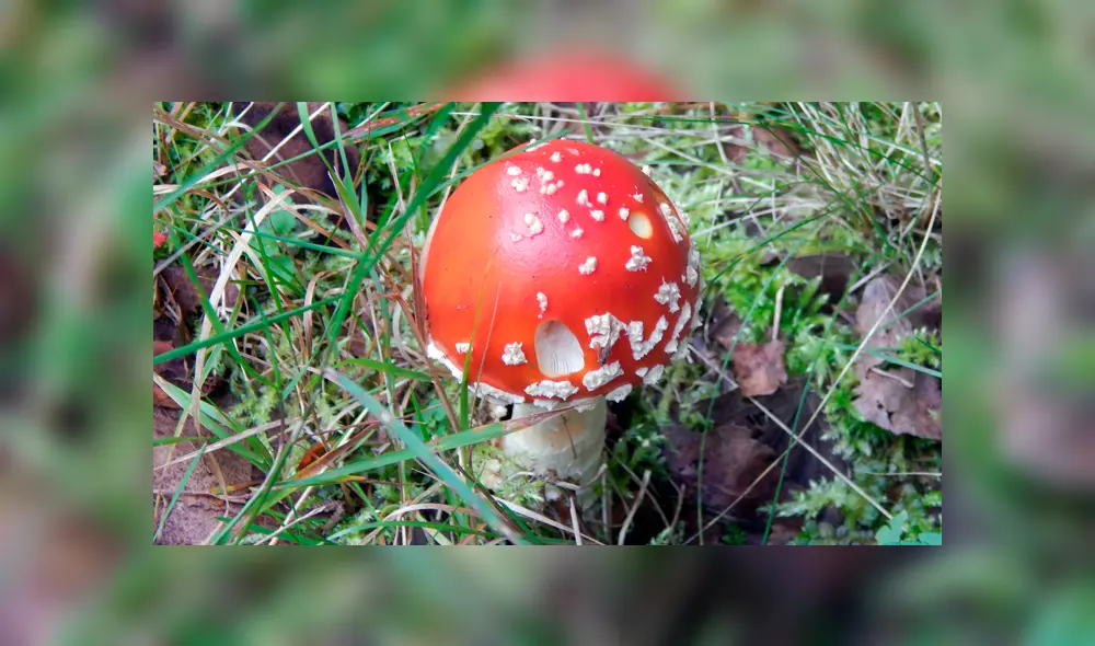 El hongo ha formado parte de la cultura popular por siglos.
