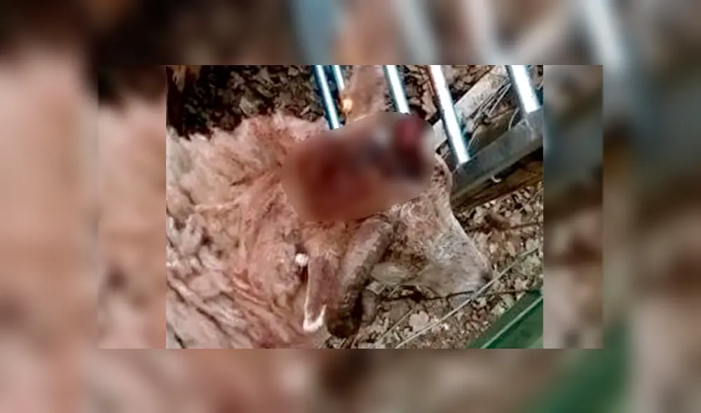 Escolares arrancan los cuernos y agreden en los ojos a rebaño de ovejas [FOTOS] 