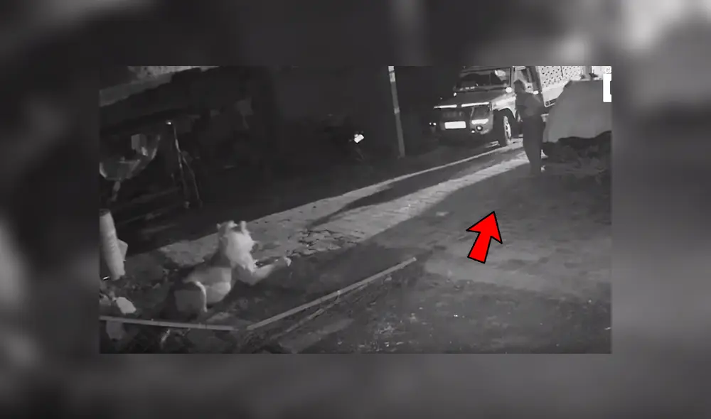 El hombre fue sorprendido a medianoche por el enorme depredador. El hombre fue sorprendido a medianoche por el enorme depredador.