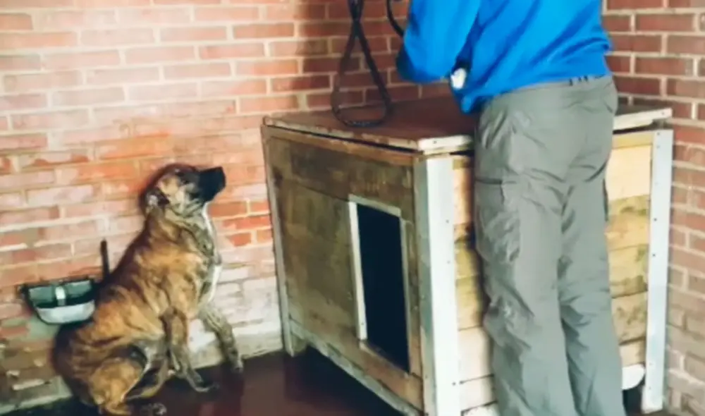 Desliza las imágenes para conocer la historia de un perro que sufrió maltratos, pero felizmente recibió ayuda. Foto: Captura de Facebook Desliza las imágenes para conocer la historia de un perro que sufrió maltratos, pero felizmente recibió ayuda. Foto: Captura de Facebook