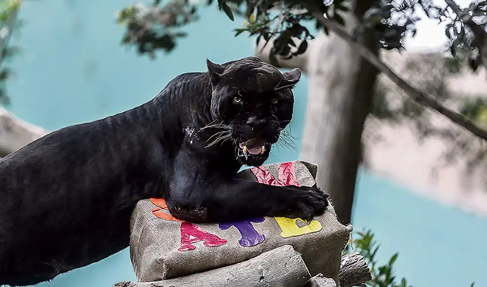 Felino. Uno de los animales más bellos del parque, el otorongo Luxor, presenta la campaña Súmate.