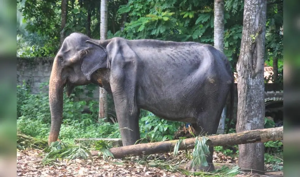 Tikiri: una elefanta víctima de maltrato animal fallece a los 70 años Tikiri: una elefanta víctima de maltrato animal fallece a los 70 años