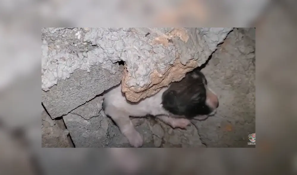 Desliza hacia la izquierda para ver el conmovedor rescate que se volvió viral en Facebook.