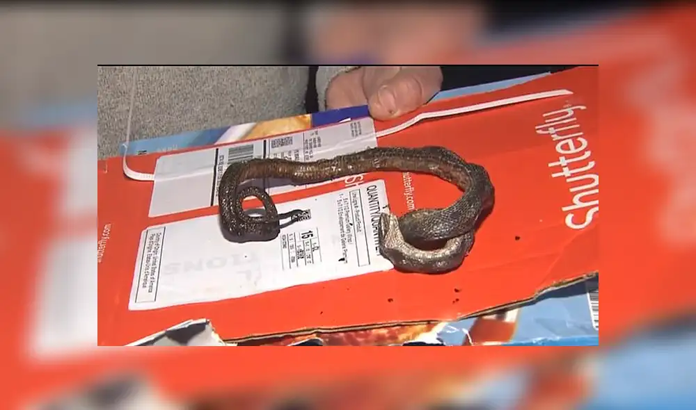 Familia planeaba preparar una pizza y termina horneando una serpiente [VIDEO] 