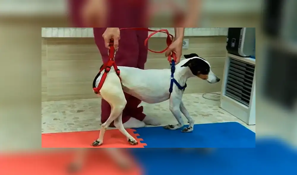 YouTube viral: Perro queda tetrapléjico, lo operan y vuelve a caminar gracias a terapia [VIDEO]