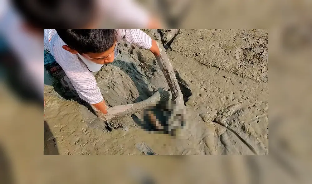 YouTube viral: joven se sumerge en estanque de fango y descubre misteriosa criatura cuyo aspecto sorprende a miles YouTube viral: joven se sumerge en estanque de fango y descubre misteriosa criatura cuyo aspecto sorprende a miles