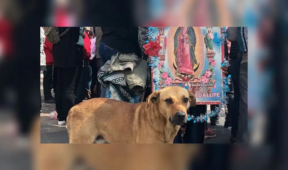 Perritos son abandonados por fieles en la Basílica de la Virgen de Guadalupe 