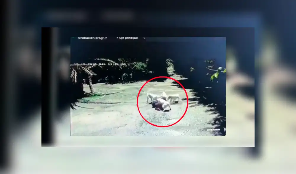 Youtube viral: Intenta entrar a una casa sin permiso y perros le dan una dura lección [VIDEO]