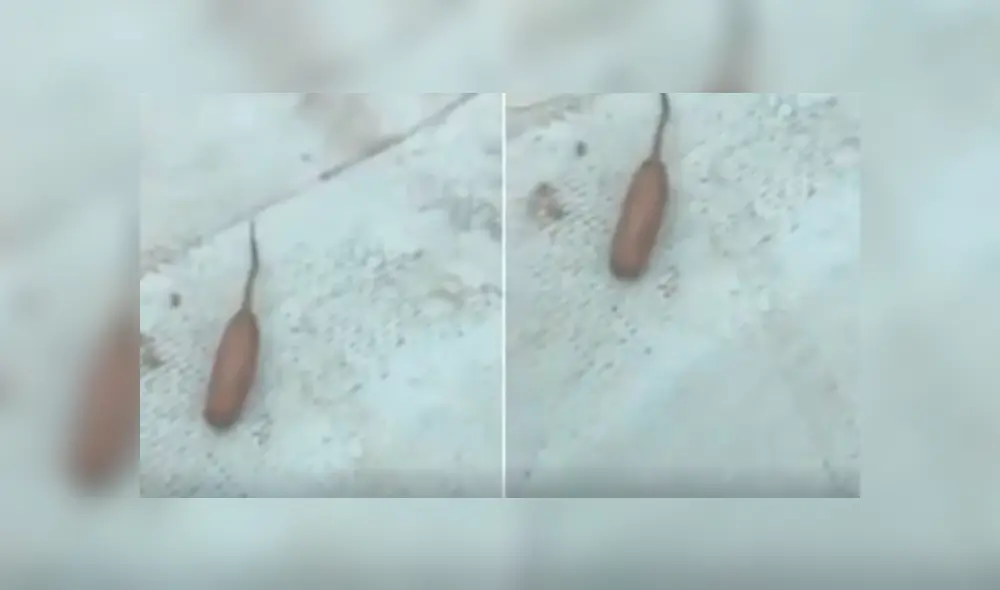 YouTube viral: revelan la verdad detrás de insólita criatura con cola de rata y forma de gusano [VIDEO]