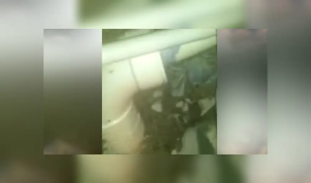 Un video viral de Facebook muestra al cangrejo con cientos de crías escondido en una tubería. Un video viral de Facebook muestra al cangrejo con cientos de crías escondido en una tubería.