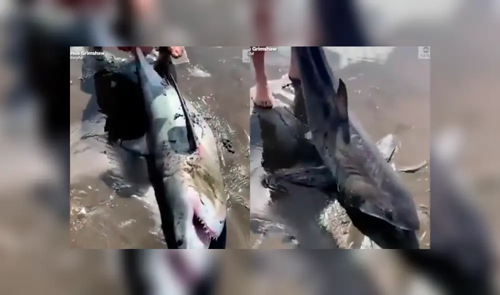 Facebook viral: encuentra tiburón varado en la playa, lo regresa al mar y este revive de forma milagrosa Facebook viral: encuentra tiburón varado en la playa, lo regresa al mar y este revive de forma milagrosa