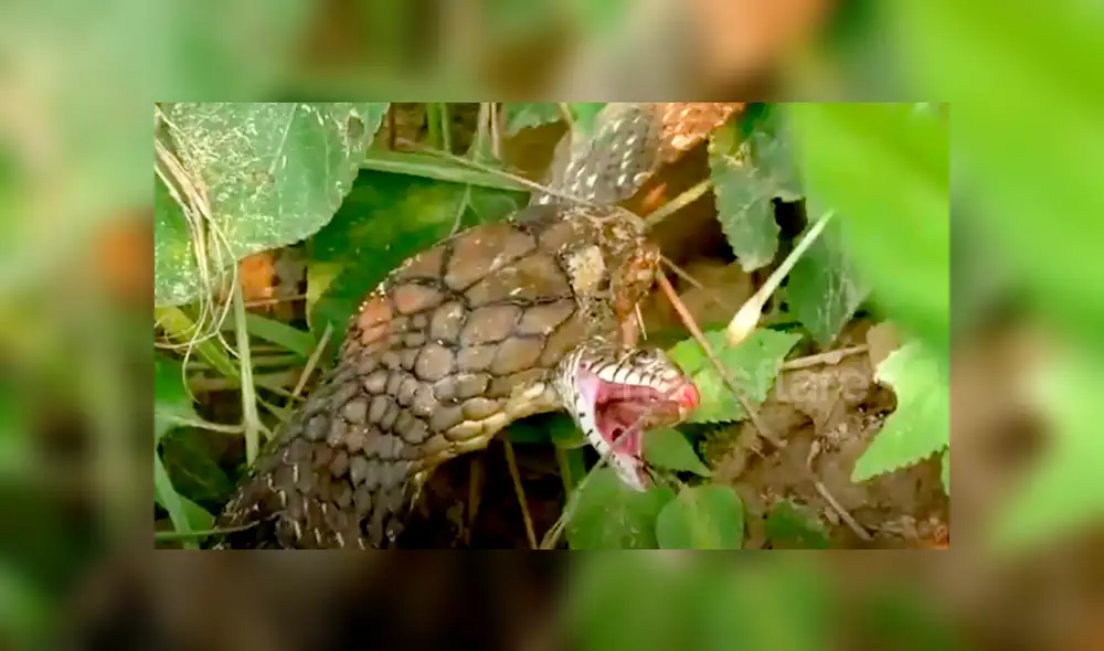 El video viral de Facebook registró el momento exacto en que una hambrienta serpiente engulló a su compañera por completo.