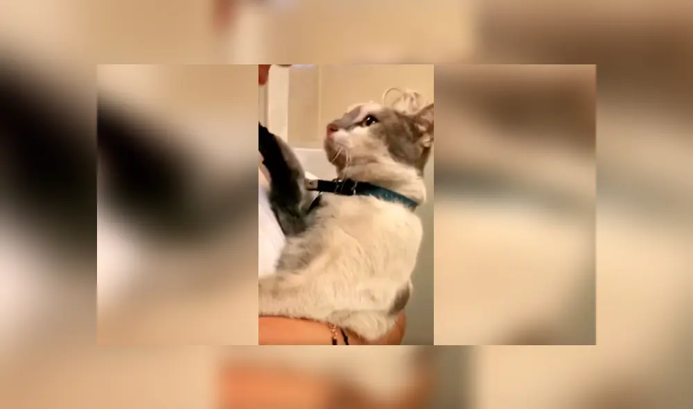 Desliza las imágenes hacia la izquierda para conocer la reacción de un gato cuando su dueña lo quiere bañar. Desliza las imágenes hacia la izquierda para conocer la reacción de un gato cuando su dueña lo quiere bañar.