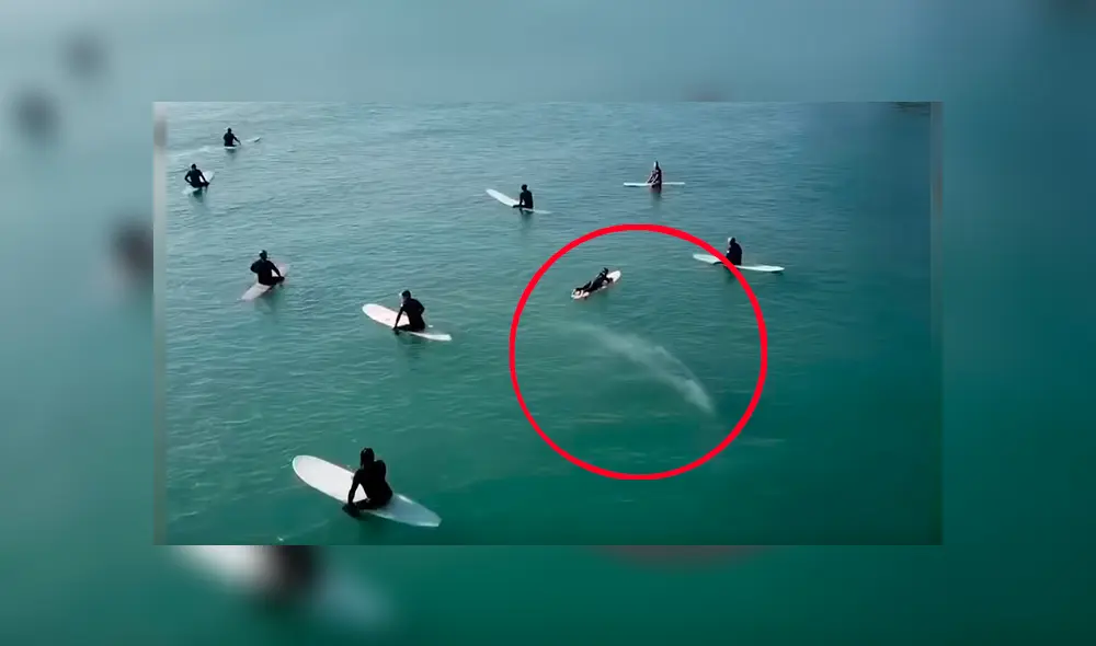 Video es viral en YouTube. Los surfistas no se habían percatado de la presencia del enorme mamífero hasta que lo vieron acercándose peligrosamente hacia ellos Video es viral en YouTube. Los surfistas no se habían percatado de la presencia del enorme mamífero hasta que lo vieron acercándose peligrosamente hacia ellos