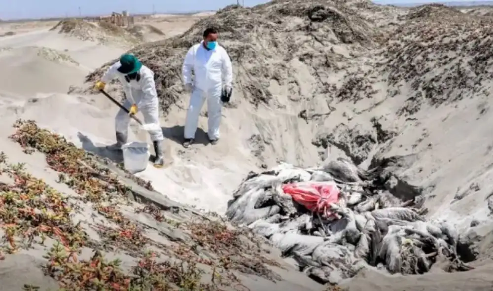 Senasa emite alerta epidemiológica por aumento de casos de gripe aviar en el territorio nacional. Foto: Andina Senasa emite alerta epidemiológica por aumento de casos de gripe aviar en el territorio nacional. Foto: Andina