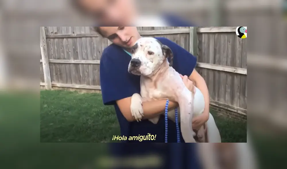 El can fue rescatado de las calles y poco a poco fue adaptándose a estar junto a personas y otros animales. Foto: Facebook El can fue rescatado de las calles y poco a poco fue adaptándose a estar junto a personas y otros animales. Foto: Facebook