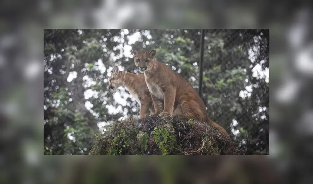 Cachorros fueron liberados en el 2019 y se les diagnóstico varios problemas de salud. (Foto: Municipalidad de Lima) Cachorros fueron liberados en el 2019 y se les diagnóstico varios problemas de salud. (Foto: Municipalidad de Lima)