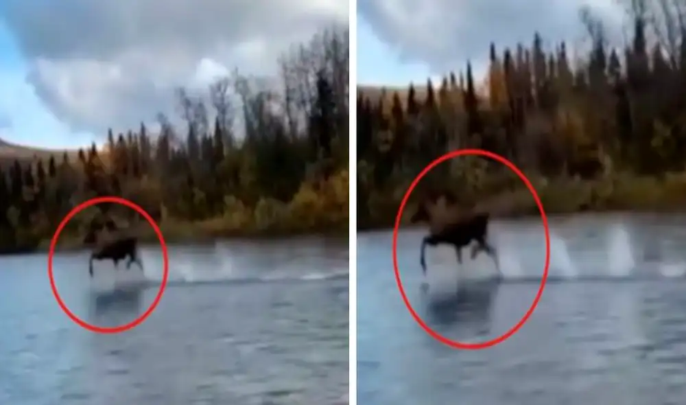 Desliza las imágenes para ver corriendo al alce sobre las aguas del lago en Alaska. Foto: captura de YouTube