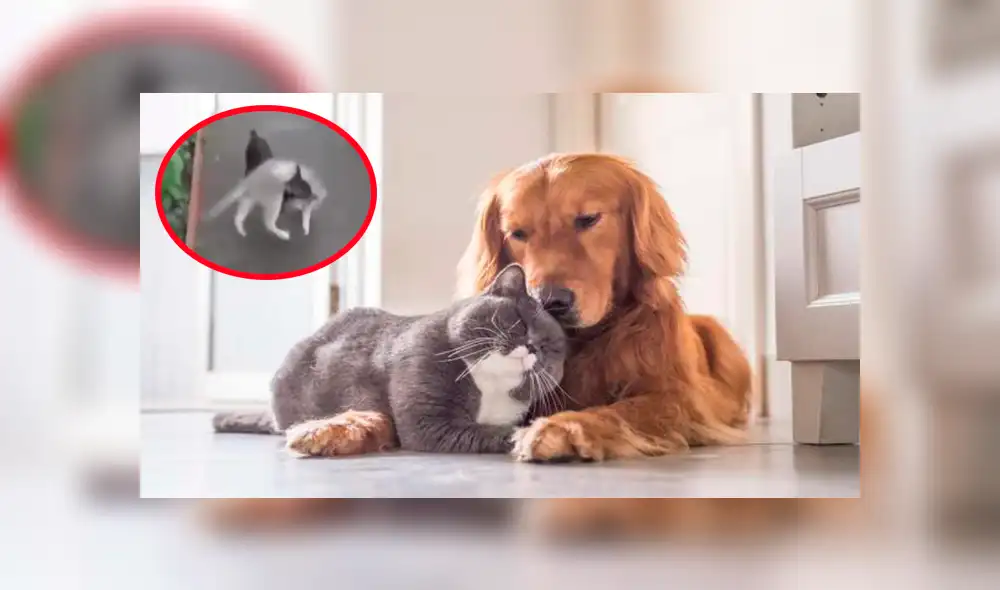 Facebook viral: perro quería evitar una pelea callejera de un gato y lo cargó hasta su casa [VIDEO]