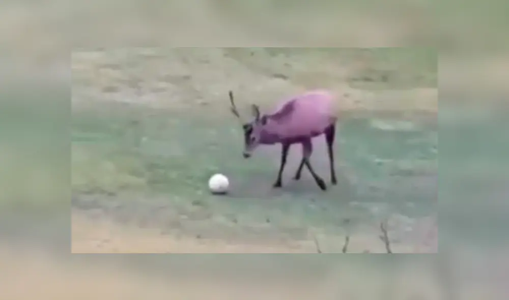 Desliza para ver los detalles de este video viral de YouTube. Foto: Captura. Desliza para ver los detalles de este video viral de YouTube. Foto: Captura.