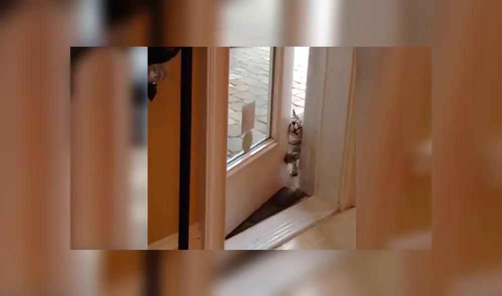En YouTube, un travieso gato utilizó sus patas delanteras para mover la manija e ingresar a su casa a escondidas. En YouTube, un travieso gato utilizó sus patas delanteras para mover la manija e ingresar a su casa a escondidas.