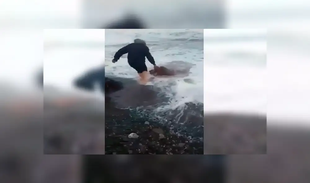 YouTube viral: hombre arriesga su vida e ingresa al mar para salvar a tortuga cubierta de plástico [VIDEO]