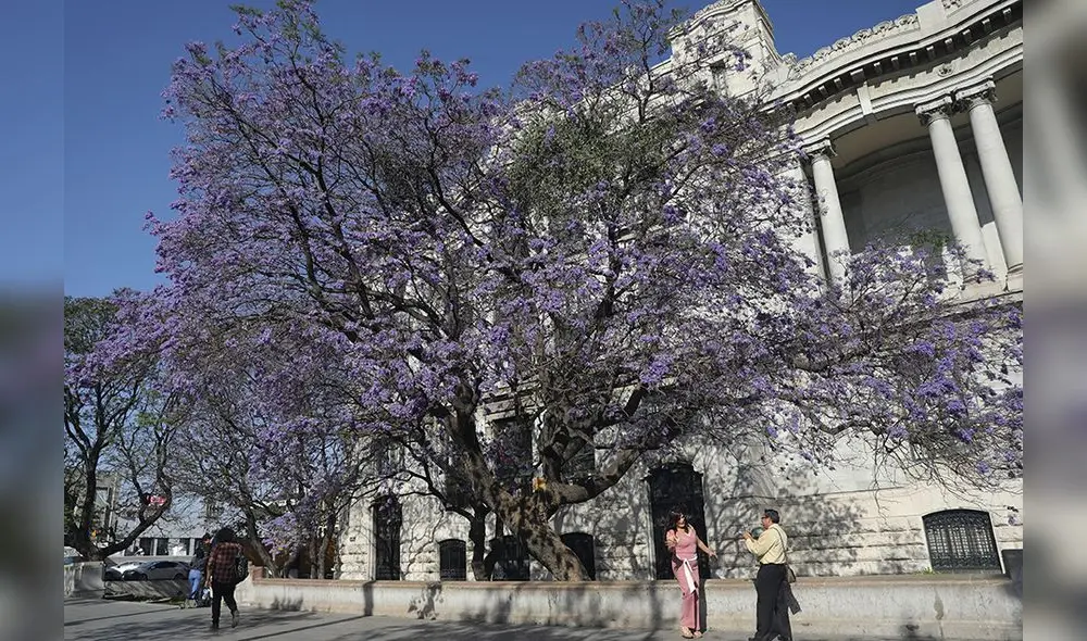 Realizan curso sobre arboricultura urbana y moderna
