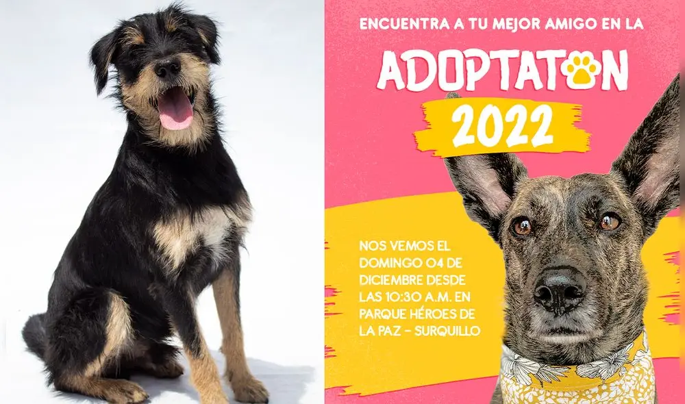 Foto: composición LR/Fundación Rayito Foto: composición LR/Fundación Rayito