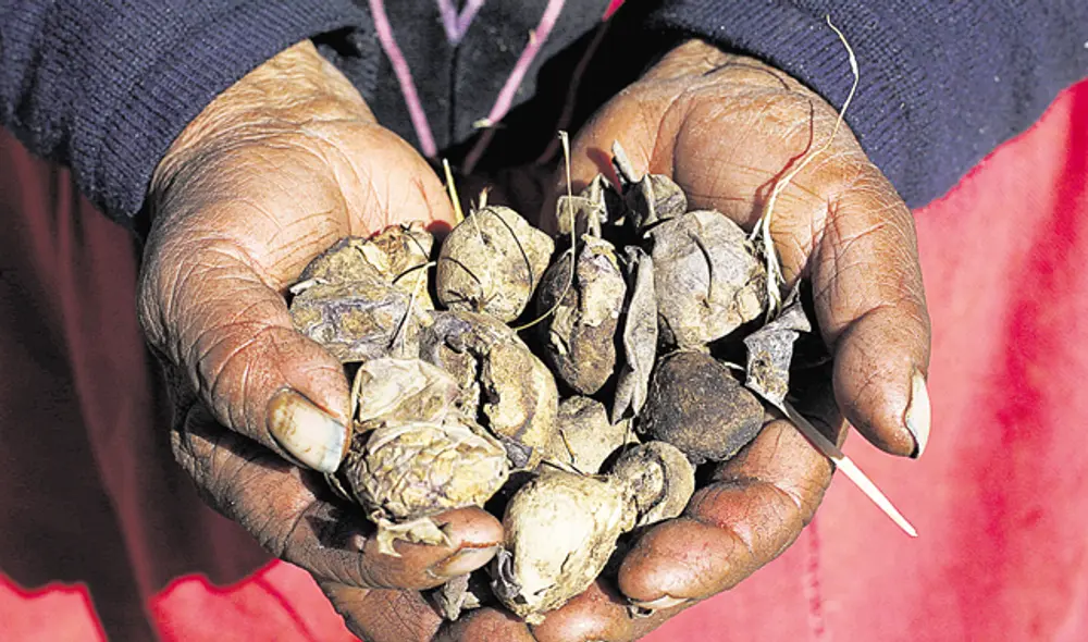 Puno Chuño agricultura papa (Foto: Juan Carlos Cisneros) Puno Chuño agricultura papa (Foto: Juan Carlos Cisneros)