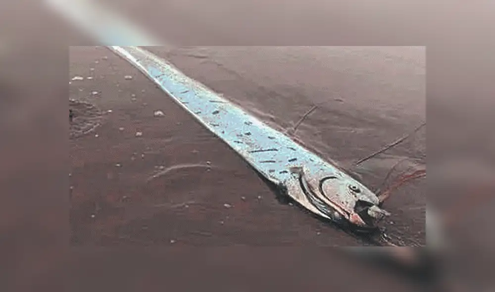 Facebook viral: Se viraliza video 'fake' de 'pez remo' tras el sismo en Loreto [VIDEO]