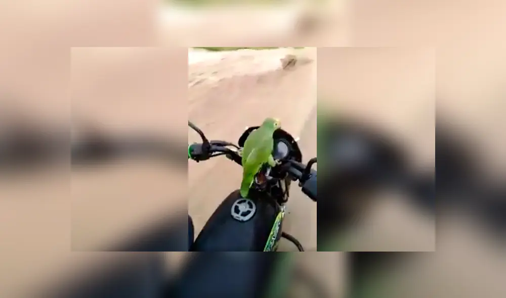 Desliza las imágenes hacia la izquierda para conocer la divertida acción de un loro cuando salió a pasear. Foto: Captura. Desliza las imágenes hacia la izquierda para conocer la divertida acción de un loro cuando salió a pasear. Foto: Captura.