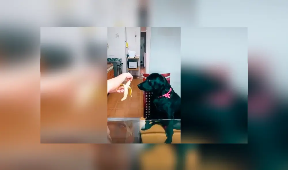 Desliza las imágenes para observar el furioso comportamiento de un perro cuando su dueña no le hace caso.