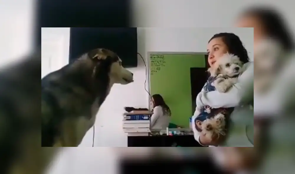 Desliza las imágenes para conocer la emotiva reacción de un perro para ‘pedir’ perdón a su dueña. Foto: Captura.