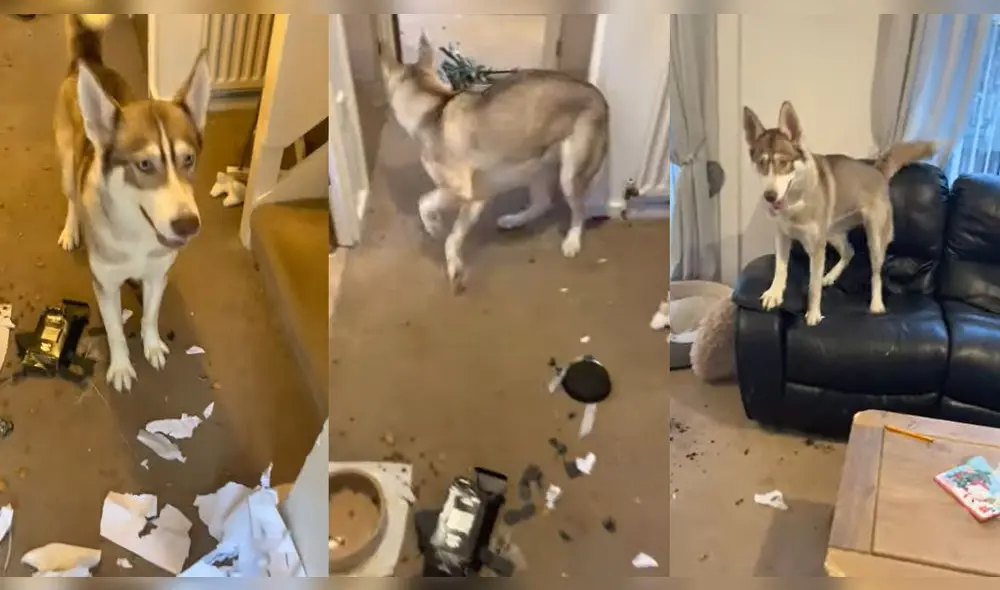 El perro dejó intacto su plato de comida. Foto: captura de YouTube