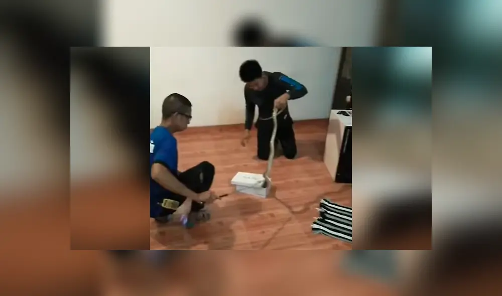 Escucha extraños sonidos dentro de armario, lo abre y encuentra terrorífica criatura [VIDEO] 