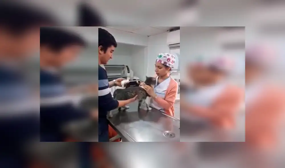 Desliza las imágenes para observa la conmovedora acción de un gato callejero al tener su primera consulta en el veterinario. Desliza las imágenes para observa la conmovedora acción de un gato callejero al tener su primera consulta en el veterinario.