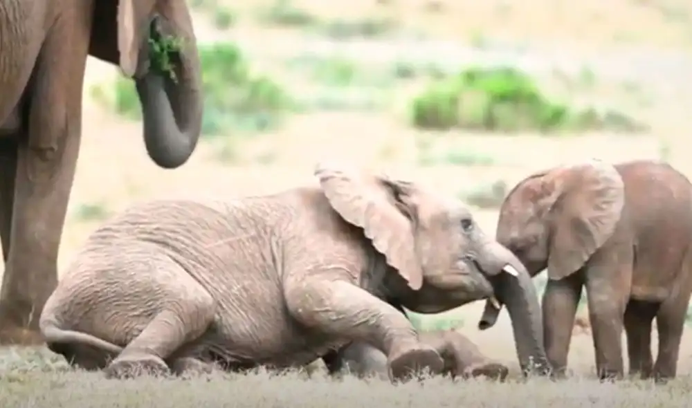 Desliza las imágenes para apreciar el conmovedor gesto que tuvo un elefante con su pequeño ‘hermano’. Foto: Caters Clips