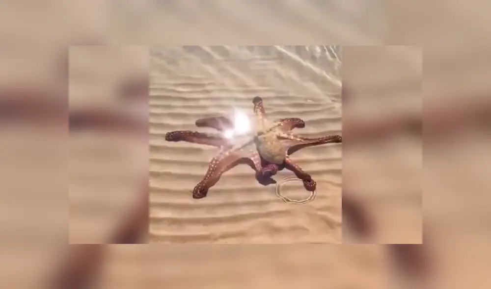 Desliza a la izquierda par ver el aspecto de este pulpo que ha sorprendido a los usuarios de Facebook. Foto: Captura.