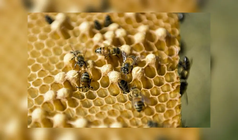 Miel de abejas, panal, colmena, apicultura. Foto: AFP