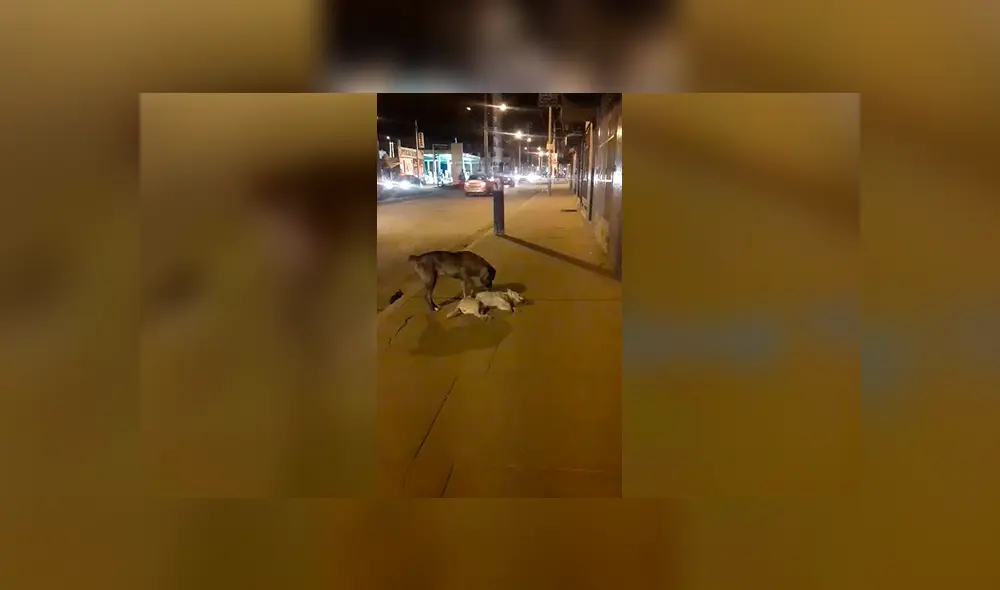 Facebook viral: perro intenta reanimar a su 'amigo' que murió atropellado en calle de Huancayo