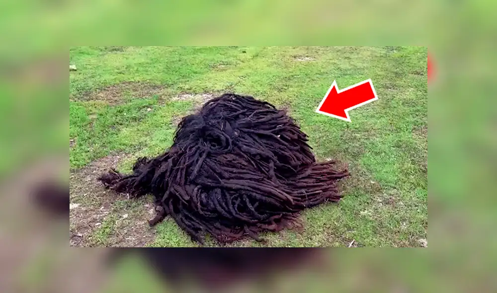 YouTube viral: Descubre extraño bulto en la calle, se asoma y queda en shock [VIDEO] 