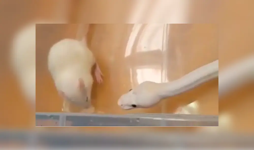 La rata blanca empezó a rascarse la cabeza mientras la depredadora se le acercó. Foto: captura La rata blanca empezó a rascarse la cabeza mientras la depredadora se le acercó. Foto: captura