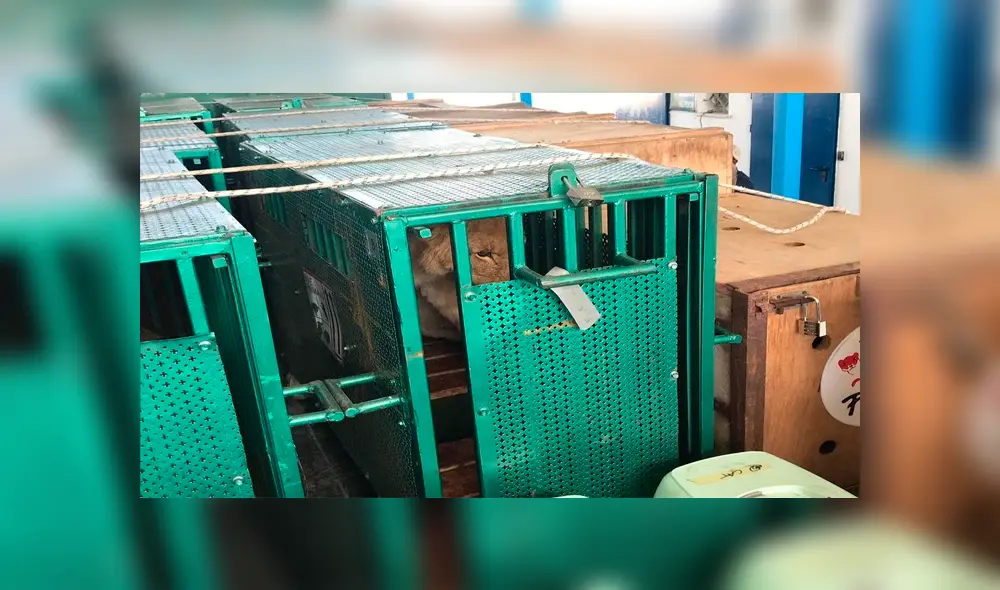 Según estadísticas del Profepa, en el mercado negro se paga más de 5.000 dólares por un león. (Foto: UnoTV)