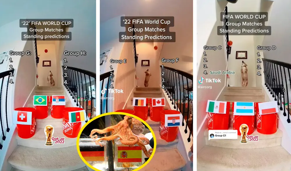 Con el inicio del Mundial Qatar 2022, un perro ya dio a sus primeros clasificados para la siguiente fase. Foto: composición LR/TikTok/@aircorg