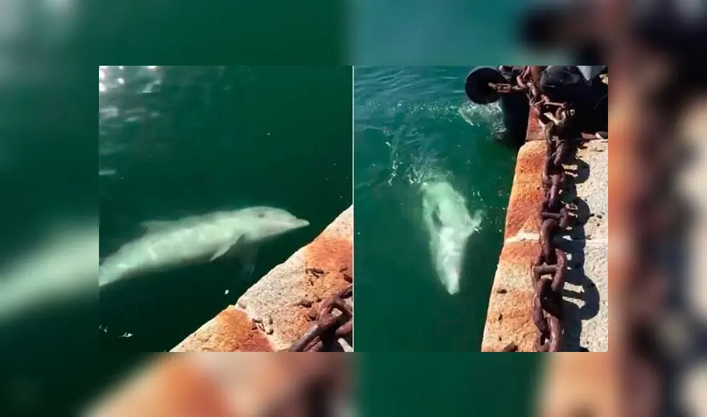 Debido el aislamiento social por el coronavirus, la ciudad italiana amanece con el aire más limpio y su agua libre de contaminación. (Foto: Captura) Debido el aislamiento social por el coronavirus, la ciudad italiana amanece con el aire más limpio y su agua libre de contaminación. (Foto: Captura)