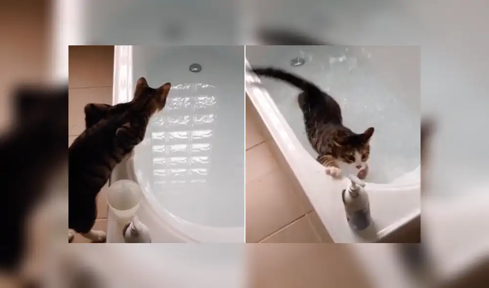 Desliza la imagen de TikTok para ver todas las imágenes. Foto: captura. Desliza la imagen de TikTok para ver todas las imágenes. Foto: captura.