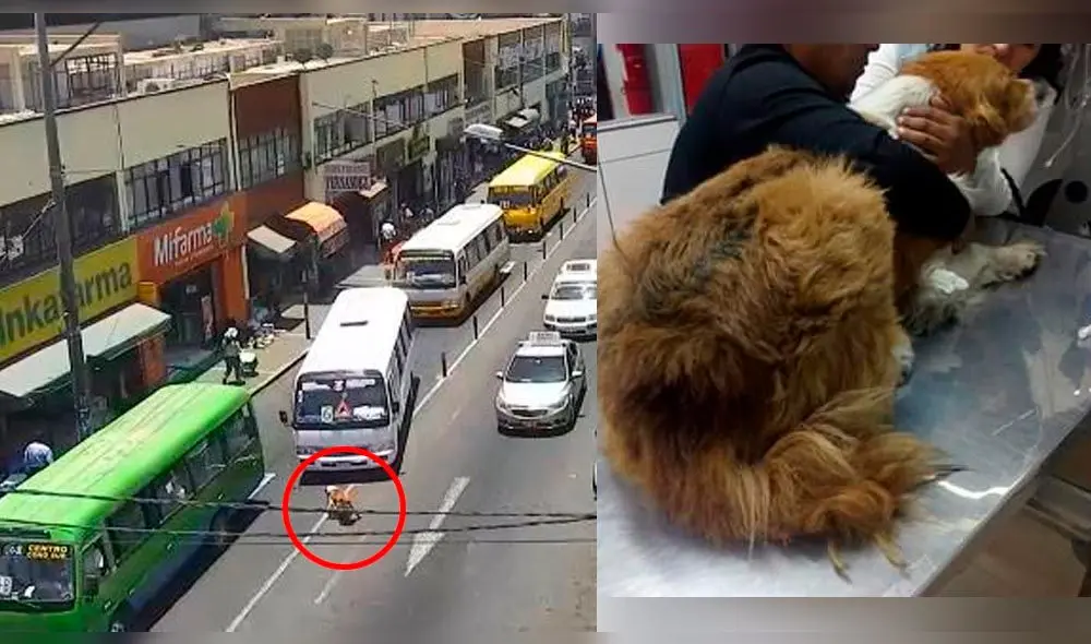 Perrito es atropellado a propósito y se salva de milagro en Tacna [VIDEO]