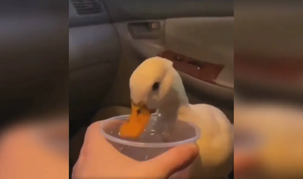 Desliza las imágenes para apreciar la reacción de un inquieto pato para ‘pedirle’ a su dueña un poco de agua. Foto: captura de TikTok Desliza las imágenes para apreciar la reacción de un inquieto pato para ‘pedirle’ a su dueña un poco de agua. Foto: captura de TikTok